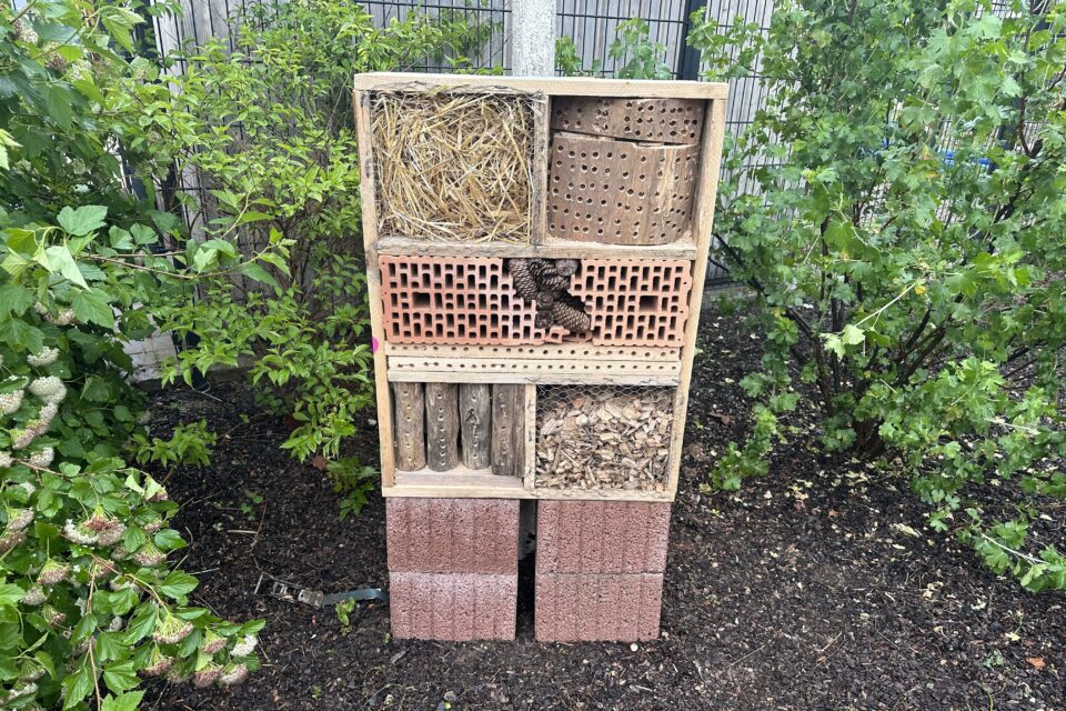 foerderverein-krebs-kinder-freiburg-2026-insekten-2